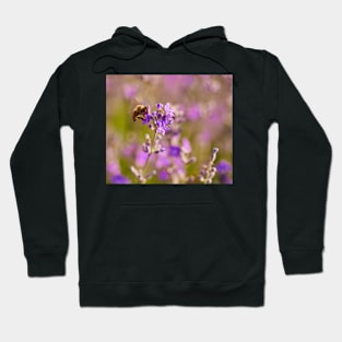 Honeybee on a lavender flower Hoodie